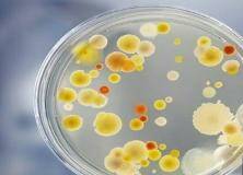 IMG ٢٠١٩٠٥٠٩ ٠٠٤٥٠٥ ٠٤١ - علماء يطورون جهازًا جديدًا لاكتشاف البكتيريا في دقائق