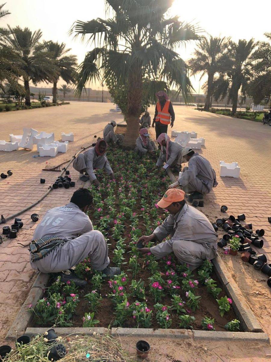 أمانة القصيم تستعد لعيد الفطر المبارك بزراعة الزهور الصيفية المتنوعة بالميادين IMG ٢٠١٩٠٦٠١ ١٤٥٧٢٩ 900x1200 - أمانة القصيم تستعد لعيد الفطر المبارك بزراعة الزهور الصيفية المتنوعة بالميادين