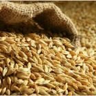 تنزيل 1 - تعديل سعر بيع الشعير في كافة مناطق المملكة اعتباراً من اليوم الأحد