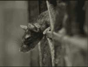 hantavirus هانتا فيروس ينتقل عبر القوارض - فايروس جديد &ldquo;هانتا&rdquo; يتسبب في وفاة رجل صيني